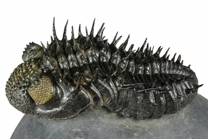 Super Spiny Drotops Armatus Trilobite - Morocco #381563